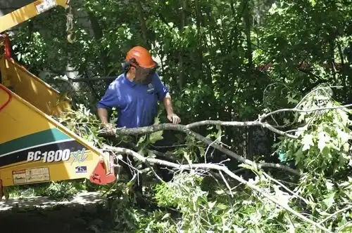 tree services Taunton